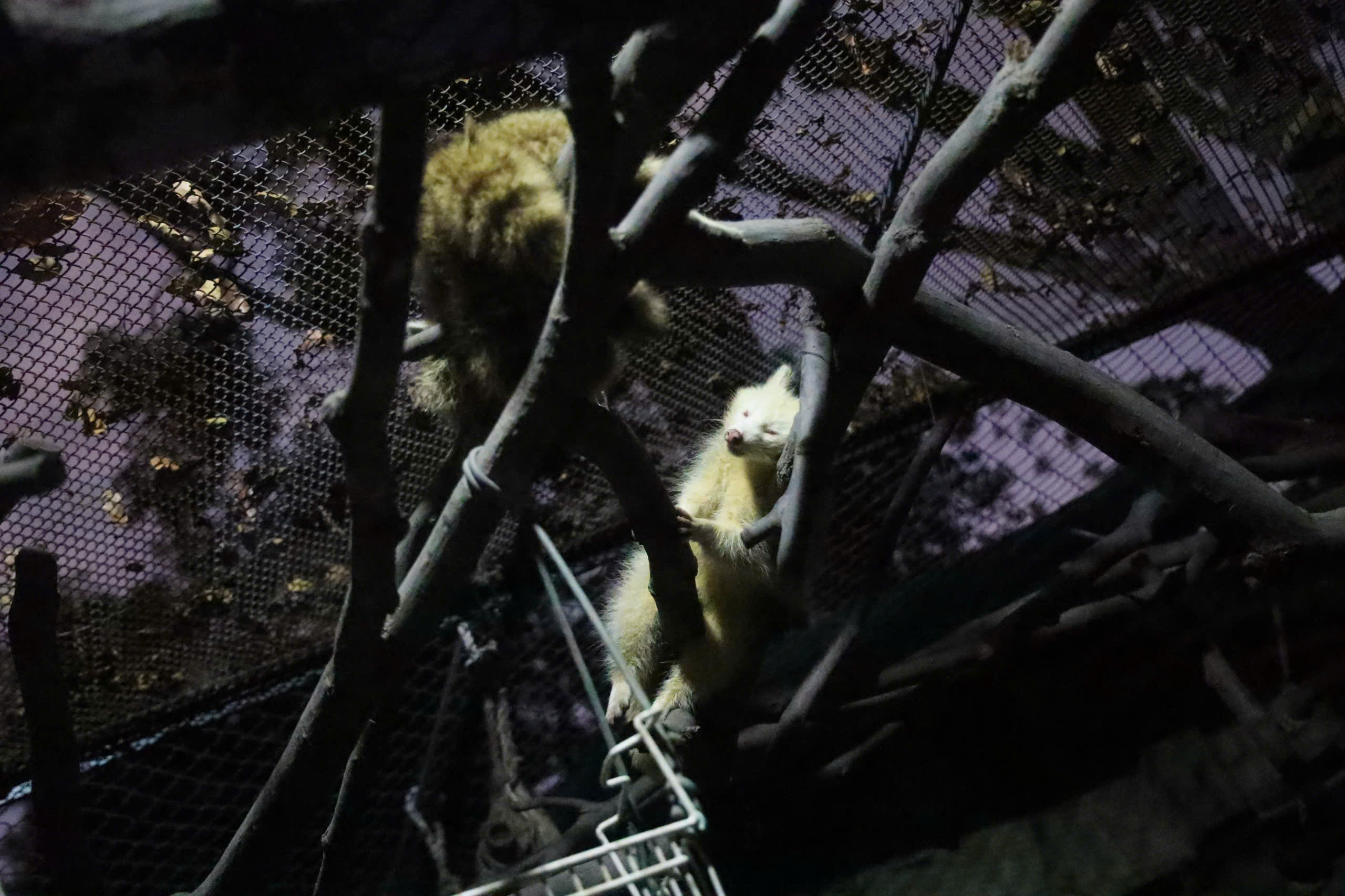 Săn lùng mắt phát sáng trong đêm tại Thảo Cầm Viên Sài Gòn- Ảnh 10. Săn lùng mắt phát sáng trong đêm tại Thảo Cầm Viên Sài Gòn- Ảnh 10.