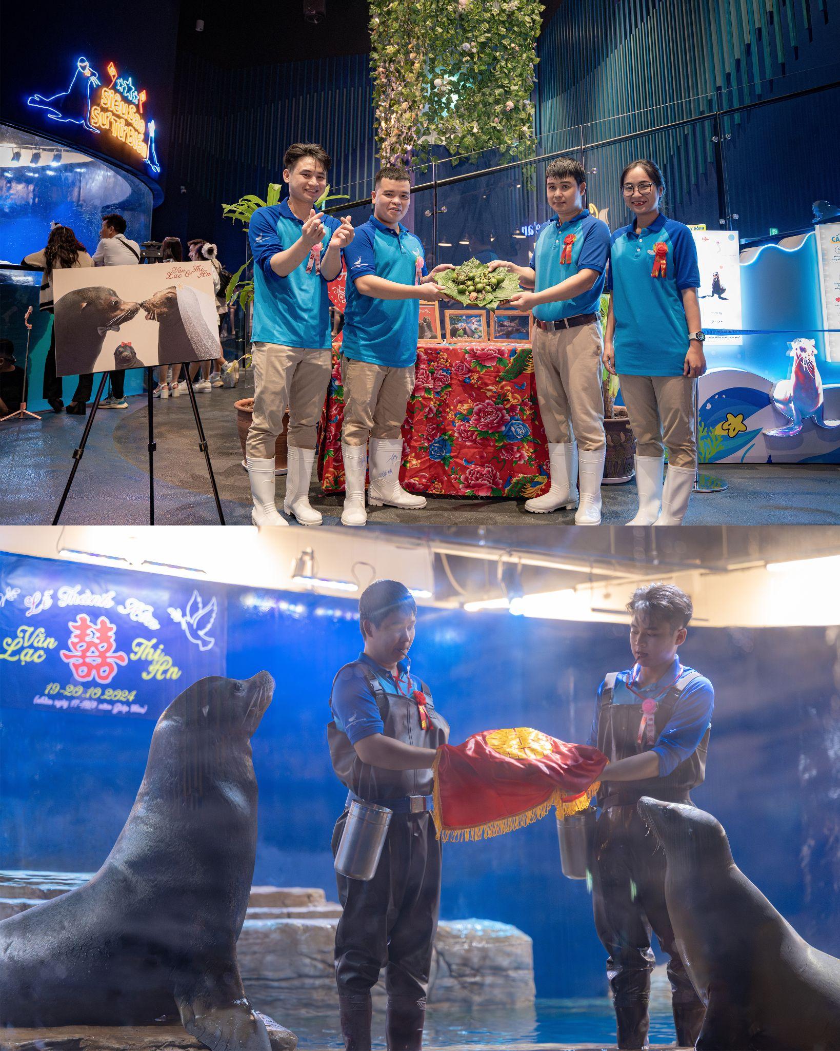 Lễ cưới có 1-0-2 của cặp đôi sư tử biển tại Thủy cung Lotte World Hà Nội- Ảnh 2. Lễ cưới có 1-0-2 của cặp đôi sư tử biển tại Thủy cung Lotte World Hà Nội- Ảnh 2.