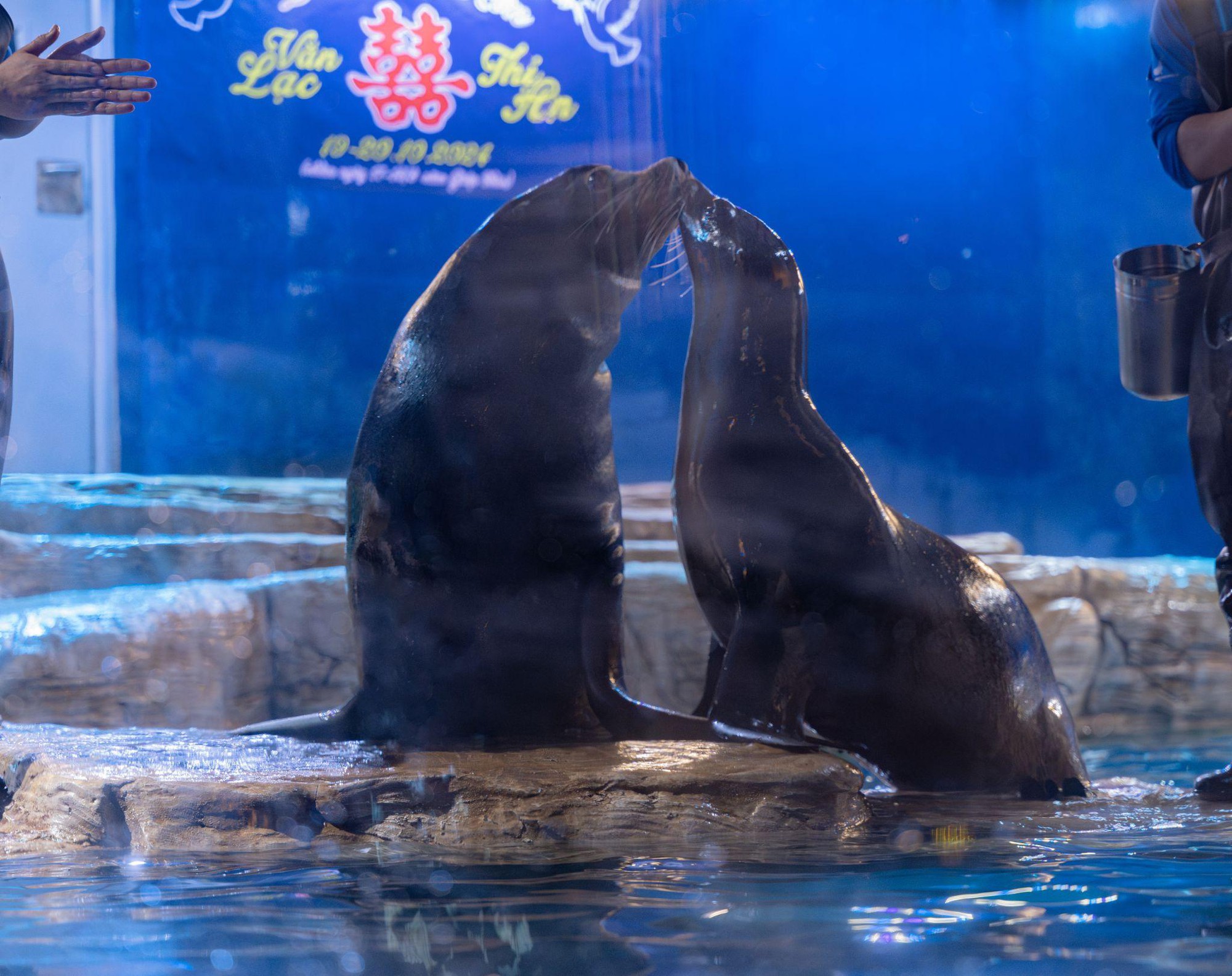 Lễ cưới có 1-0-2 của cặp đôi sư tử biển tại Thủy cung Lotte World Hà Nội- Ảnh 4. Lễ cưới có 1-0-2 của cặp đôi sư tử biển tại Thủy cung Lotte World Hà Nội- Ảnh 4.