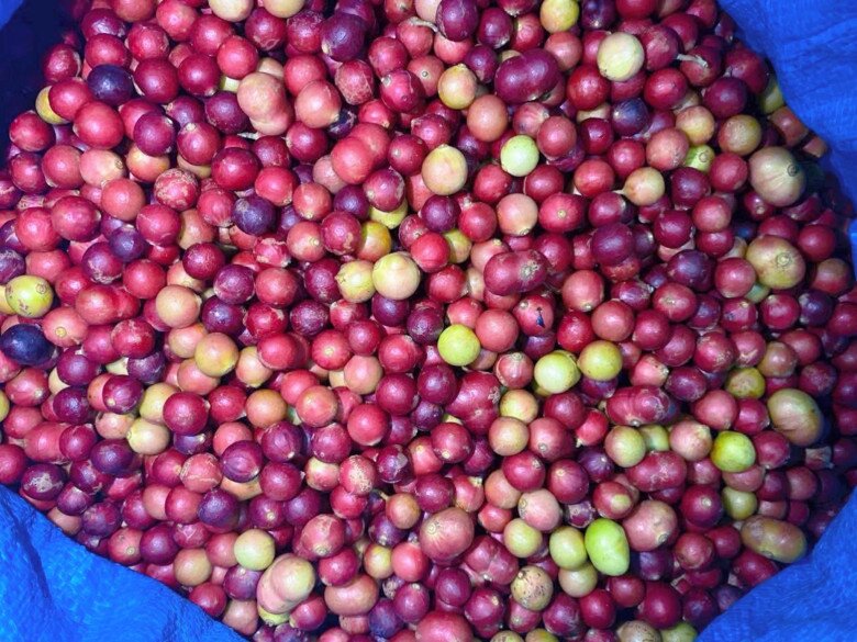 Loại quả chỉ có ở Ninh Thuận: Mọc dại trên rừng không cần chăm sóc, mùi thơm phức ăn một lần là mê 2 Loại quả chỉ có ở Ninh Thuận: Mọc dại trên rừng không cần chăm sóc, mùi thơm phức ăn một lần là mê - 2