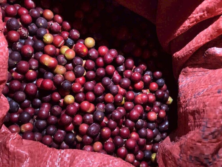 Loại quả chỉ có ở Ninh Thuận: Mọc dại trên rừng không cần chăm sóc, mùi thơm phức ăn một lần là mê 3 Loại quả chỉ có ở Ninh Thuận: Mọc dại trên rừng không cần chăm sóc, mùi thơm phức ăn một lần là mê - 3