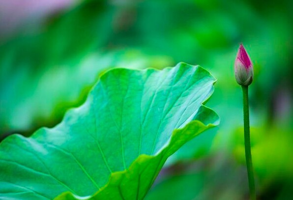 Tài năng đáng nể nhất của một người không phải sự khôn khéo mà là 3 chữ này 2 Tài năng đáng nể nhất của một người không phải sự khôn khéo mà là 3 chữ này - 2