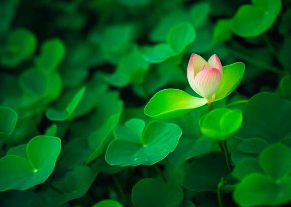 Tài năng đáng nể nhất của một người không phải sự khôn khéo mà là 3 chữ này 3 Tài năng đáng nể nhất của một người không phải sự khôn khéo mà là 3 chữ này - 3