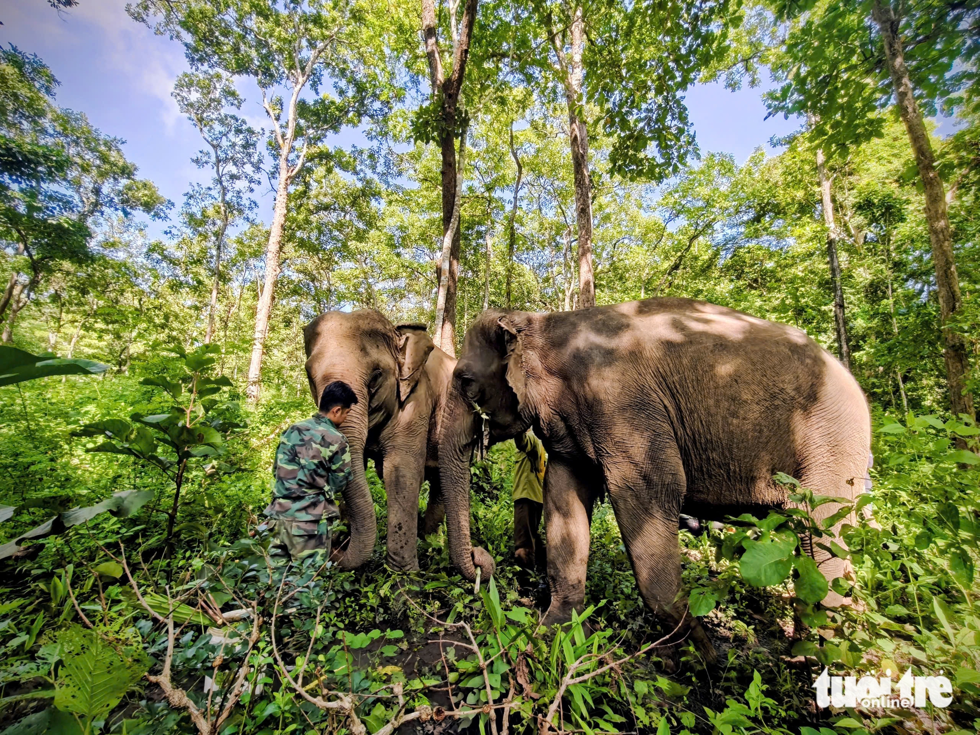 Ông Tây hết lòng vì phúc lợi voi Đắk Lắk - Ảnh 5. Ông Tây hết lòng vì phúc lợi voi Đắk Lắk - Ảnh 4.