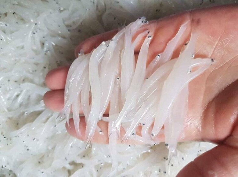 "Lộc trời" độc nhất ở sông Đà: Được mệnh danh là "ngọc trong nước", cực bổ dưỡng giúp kéo dài tuổi thọ 3 amp;#34;Lộc trờiamp;#34; độc nhất ở sông Đà: Được mệnh danh là amp;#34;ngọc trong nướcamp;#34;, cực bổ dưỡng giúp kéo dài tuổi thọ - 3