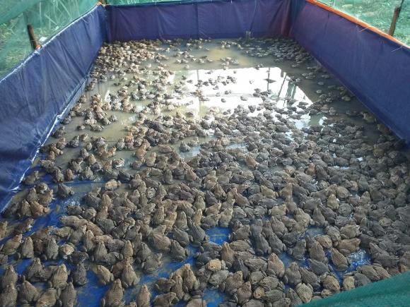 nuôi ếch, nông dân, nông dân làm giàu