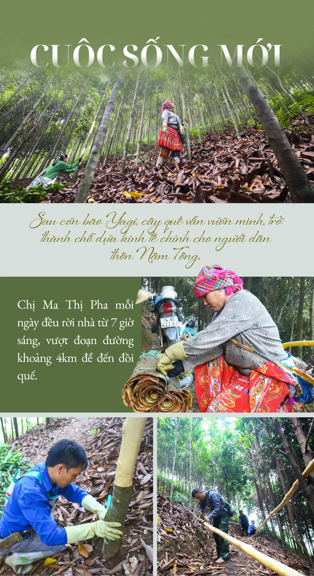 Cơn bão Yagi (24).png