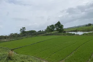 Thi hành án 'bó tay' vụ chia di sản thừa kế, tòa sau đó hủy án 