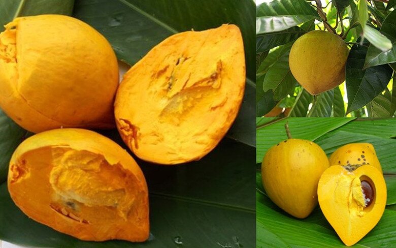 Trái trứng gà có nhiều công dụng với sức khoẻ, giá thành lại rẻ.