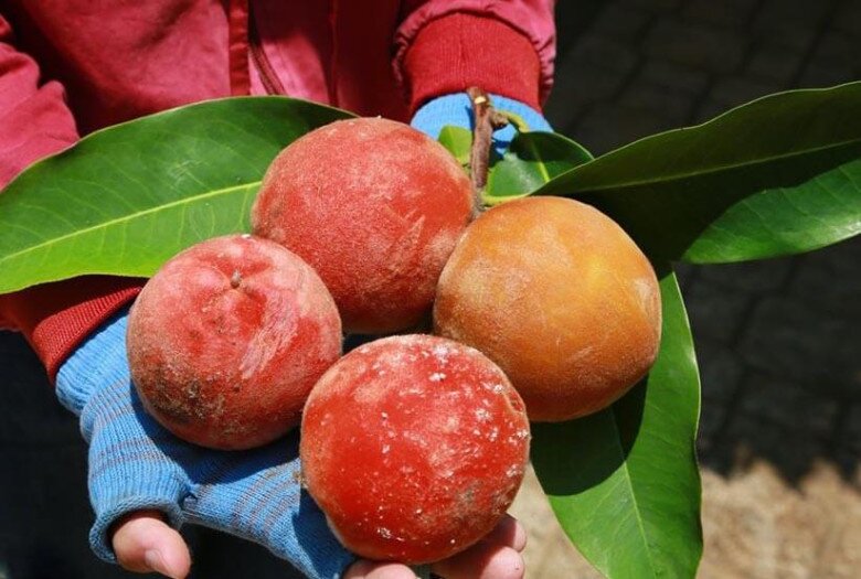 Loại quả có cái tên amp;#34;nên thơamp;#34; là đặc sản nổi tiếng Sóc Trăng, cả quả và cây lá đều tỏa mùi thơm lạ khiến nhiều người tò mò - 2