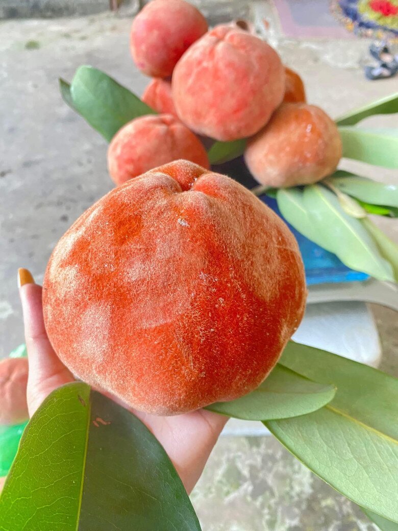 Loại quả có cái tên amp;#34;nên thơamp;#34; là đặc sản nổi tiếng Sóc Trăng, cả quả và cây lá đều tỏa mùi thơm lạ khiến nhiều người tò mò - 3