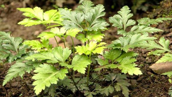 loại cây, hoàng liên chân gà, kiến thức