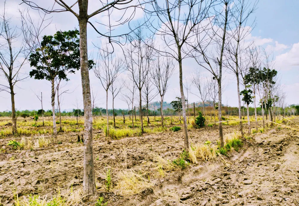 Trước khi thực hiện chương trình, các dự án đều có báo cáo, nhận định những vùng đất chuyển đổi rất thuận lợi cho cây cao su phát triển và mang lại hiệu quả kinh tế cao. Du-an-chuyen-doi-rung-ngheo-sang-trong-cao-su-gia-lai.jpg