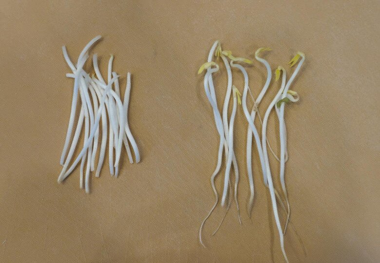 Loại lá mệnh danh là amp;#34;rau của thậnamp;#34;, đem xào với gan lẫn giá được món thơm ngon, cực bổ - 3