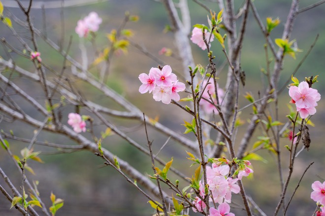 VIDEO: Khám phá địa đầu Tổ quốc với “Hộ chiếu Hà Giang”- Ảnh 8. VIDEO: Khám phá địa đầu Tổ quốc với “Hộ chiếu Hà Giang”- Ảnh 8.