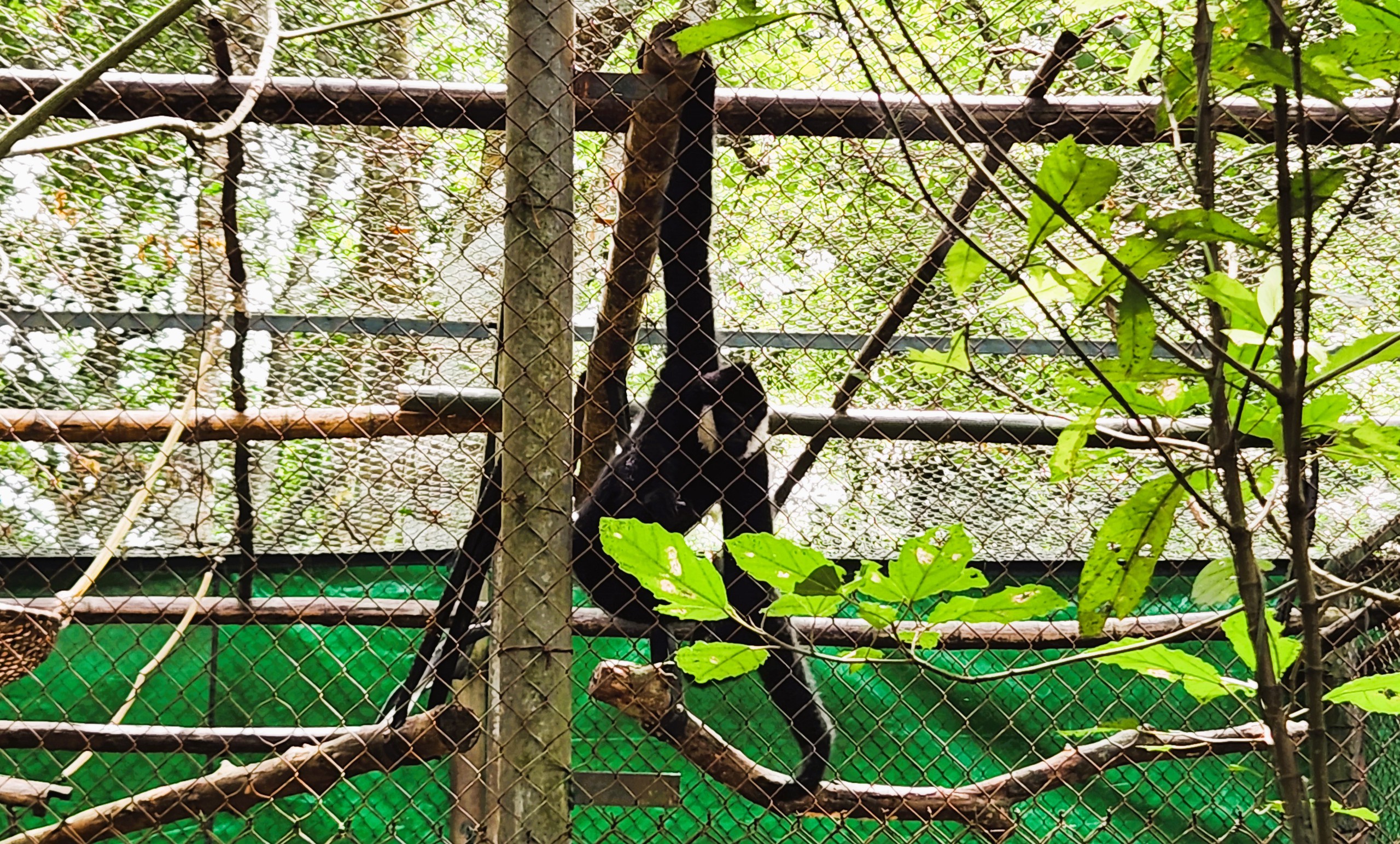 VIDEO: Câu chuyện về chú vượn Mafia được giải cứu từ nhà ông trùm ma túy- Ảnh 2. VIDEO: Câu chuyện về chú vượn Mafia được giải cứu từ nhà ông trùm ma túy- Ảnh 2.