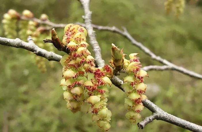 Loài cây “độc nhất vô nhị” trên thế giới sắp tuyệt chủng: Đã hơn 250 tuổi, hạt giống được gửi vào vũ trụ để nhân giống trong không gian- Ảnh 2.
