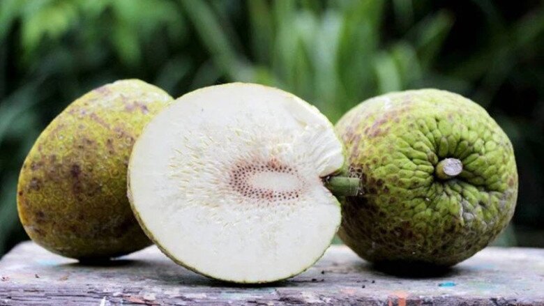 Loại quả bề ngoài như quả mít, ăn vị như khoai tây lại là đặc sản nức tiếng miền Tây "thần dược" cho sức khỏe 2 Loại quả bề ngoài như quả mít, ăn vị như khoai tây lại là đặc sản nức tiếng miền Tây amp;#34;thần dượcamp;#34; cho sức khỏe - 2