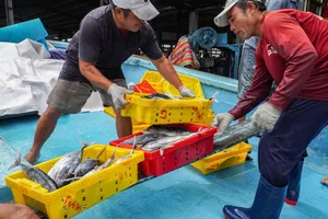 Ngư dân tỉnh Gia Lai trúng vụ cá sọc, cá bò: Được giá, lời nhiều