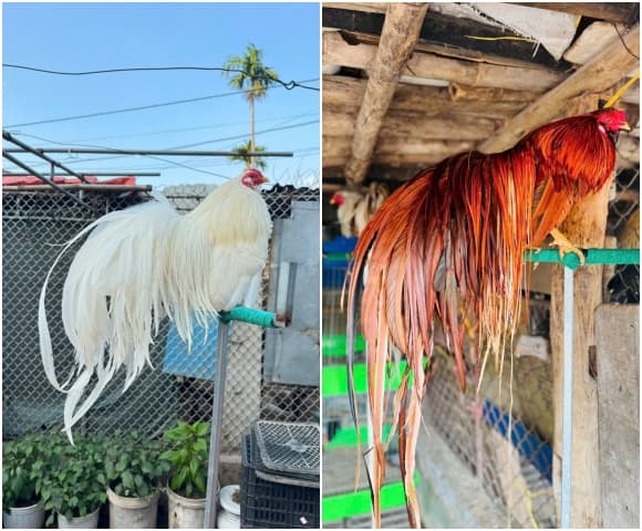 gà cảnh, gà đuôi dài, Giống gà Oragadori, gà Tân Châu