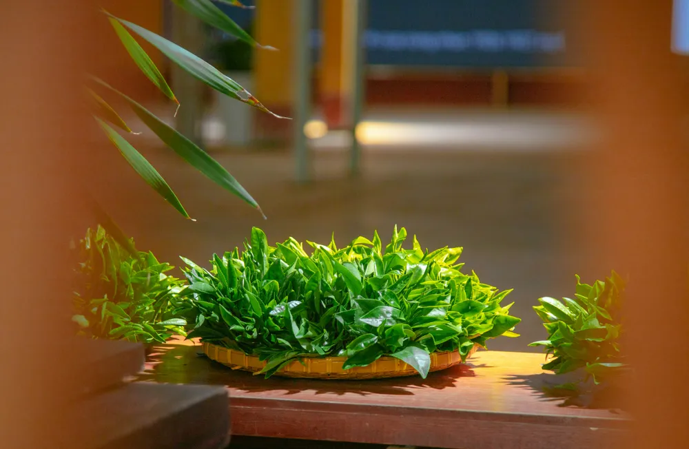 Nông dân thu hái chè và tập kết tại khu vực quy định của nhà máy. 1.jpg