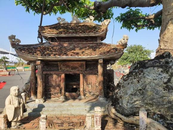 Cây thuộc nhóm tứ linh, cây sanh