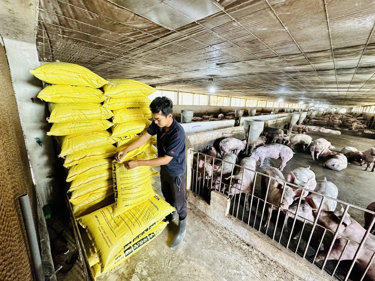 Giá heo hơi hạ nhiệt- Ảnh 2.