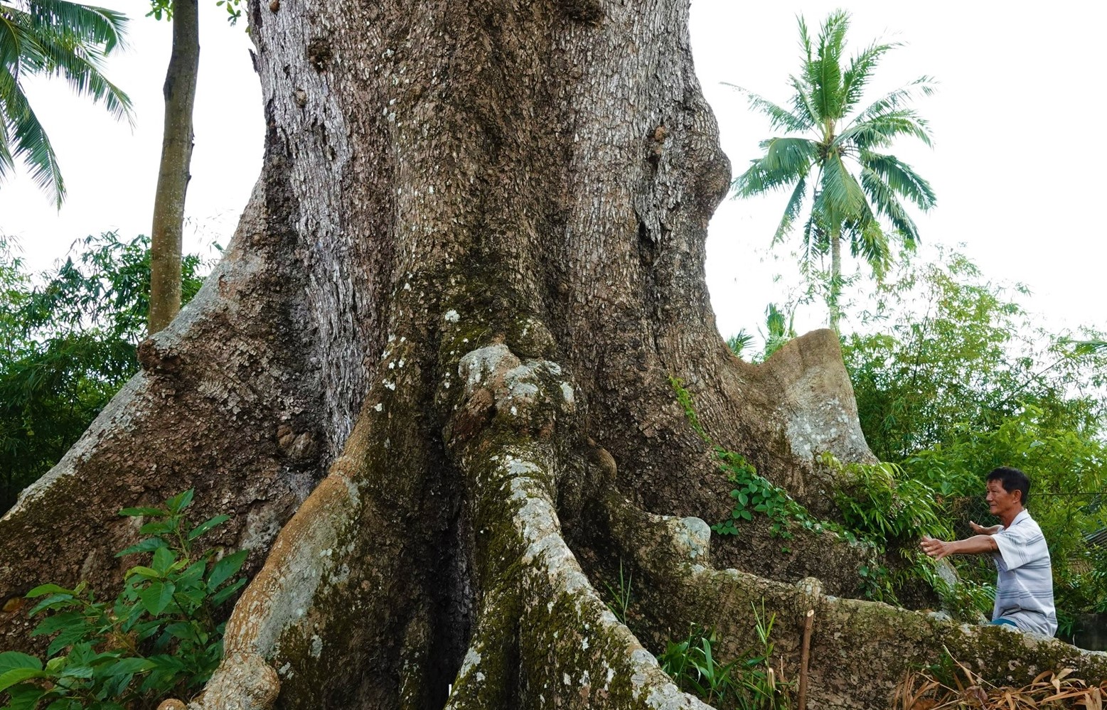 Những 'báu vật xanh' hàng trăm năm tuổi ở Cần Thơ- Ảnh 2.
