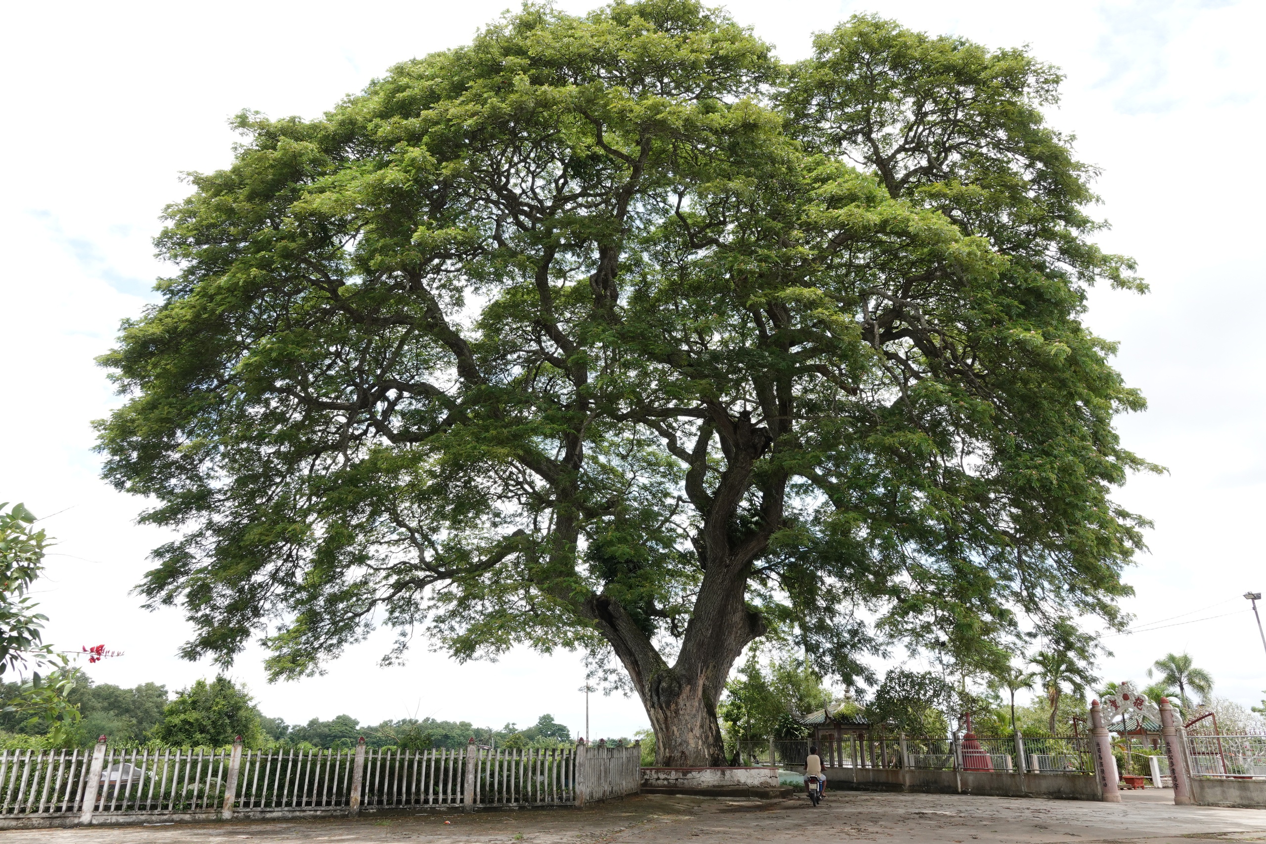 Những 'báu vật xanh' hàng trăm năm tuổi ở Cần Thơ- Ảnh 3.