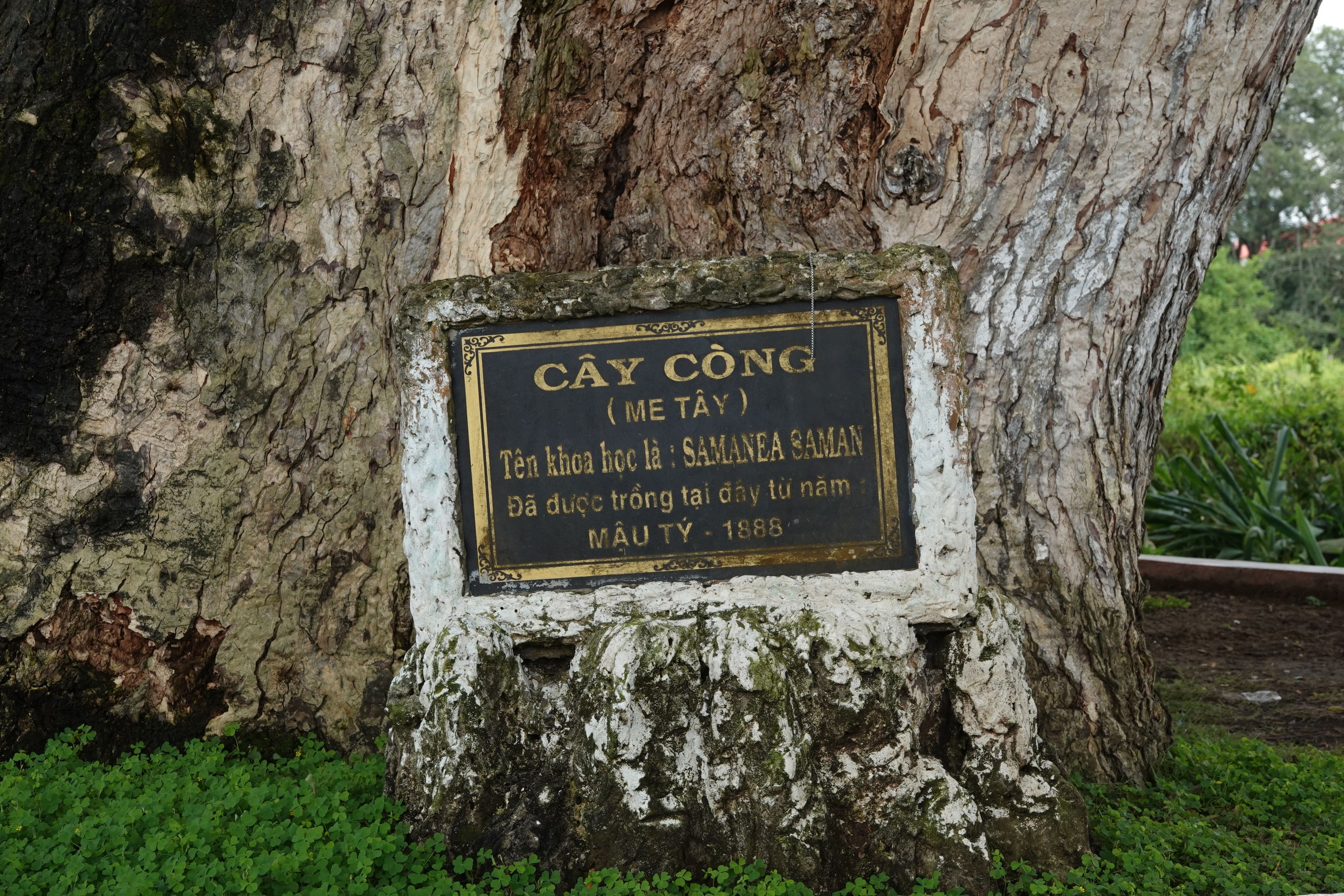 Những 'báu vật xanh' hàng trăm năm tuổi ở Cần Thơ- Ảnh 5.