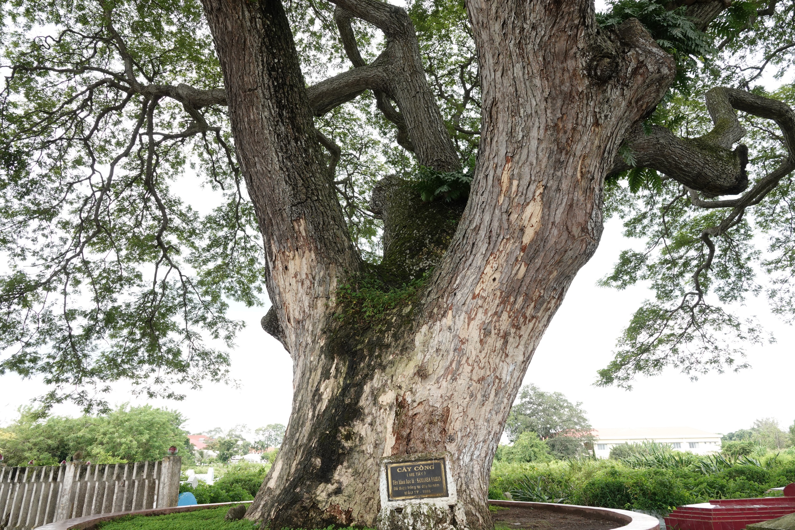 Những 'báu vật xanh' hàng trăm năm tuổi ở Cần Thơ- Ảnh 4.