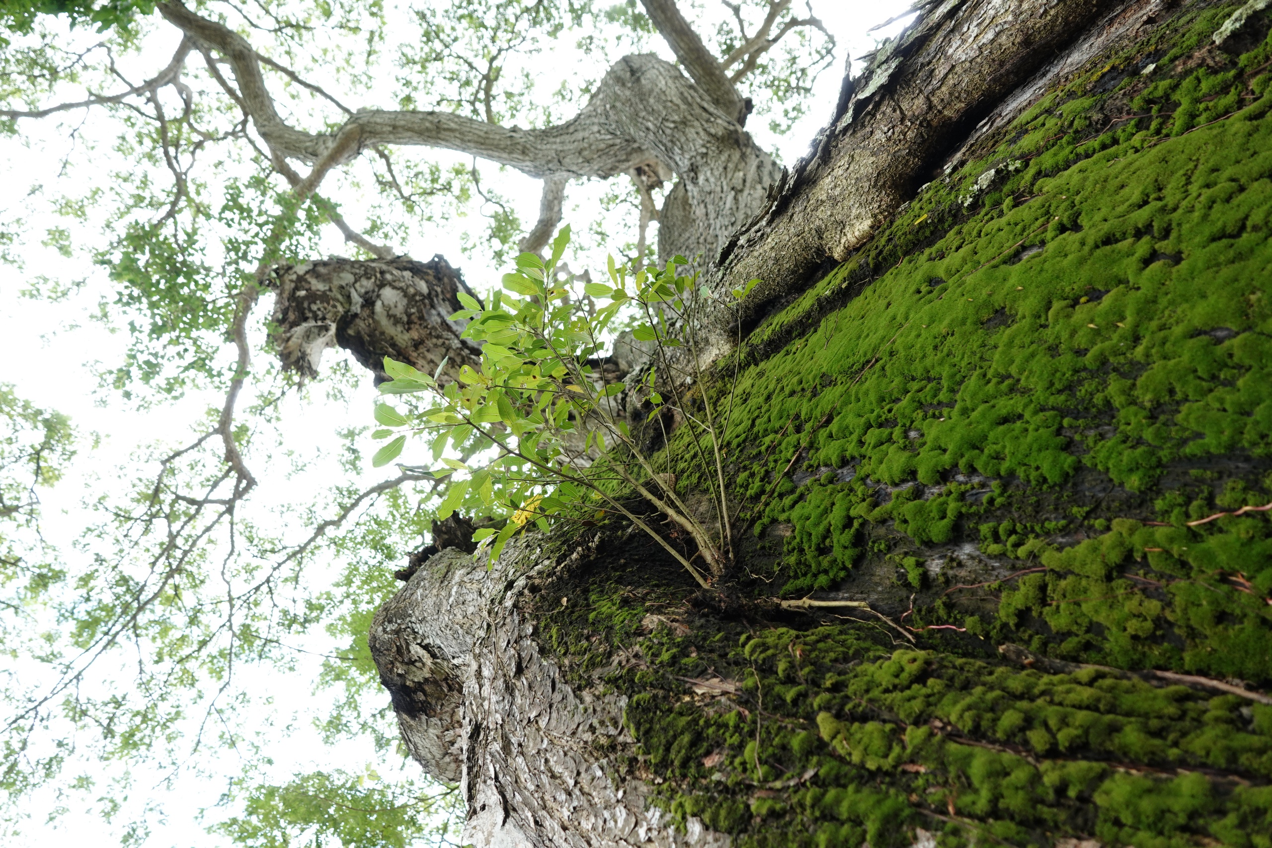 Những 'báu vật xanh' hàng trăm năm tuổi ở Cần Thơ- Ảnh 6.