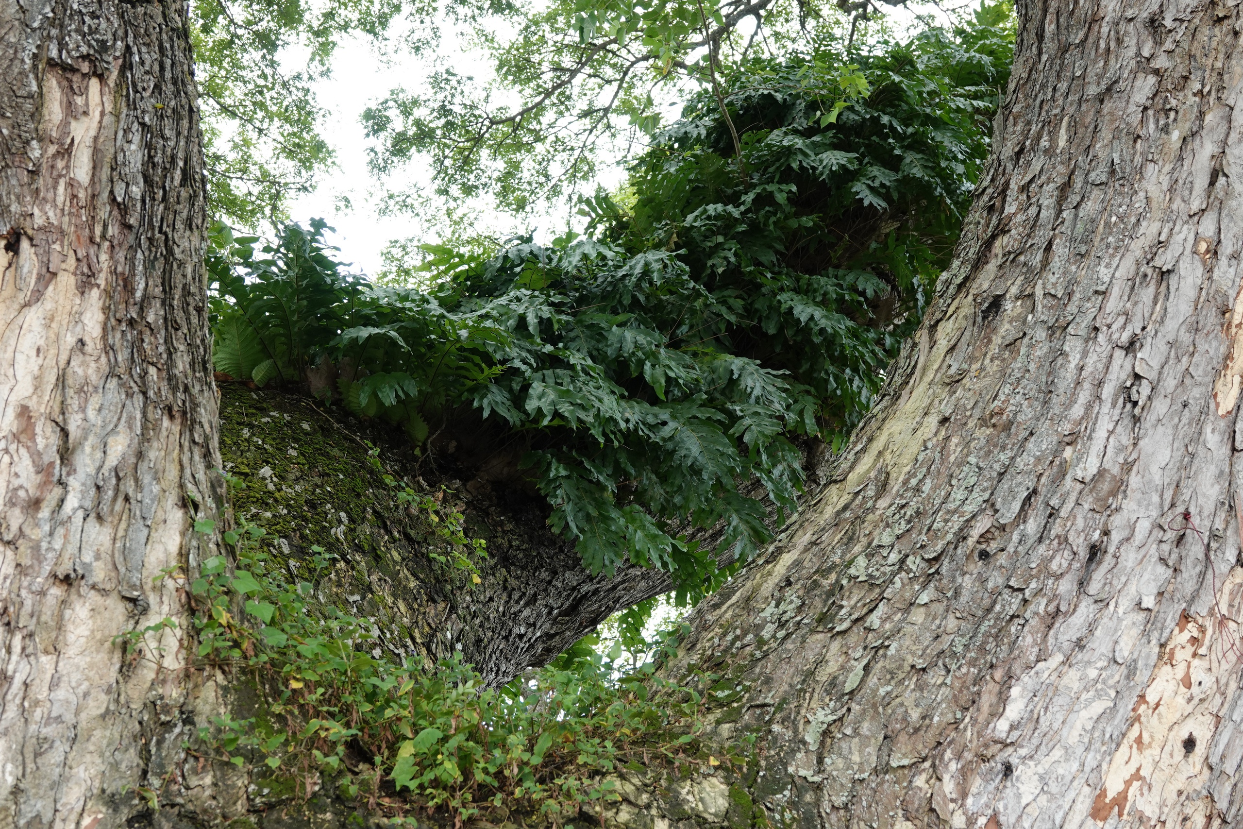 Những 'báu vật xanh' hàng trăm năm tuổi ở Cần Thơ- Ảnh 7.