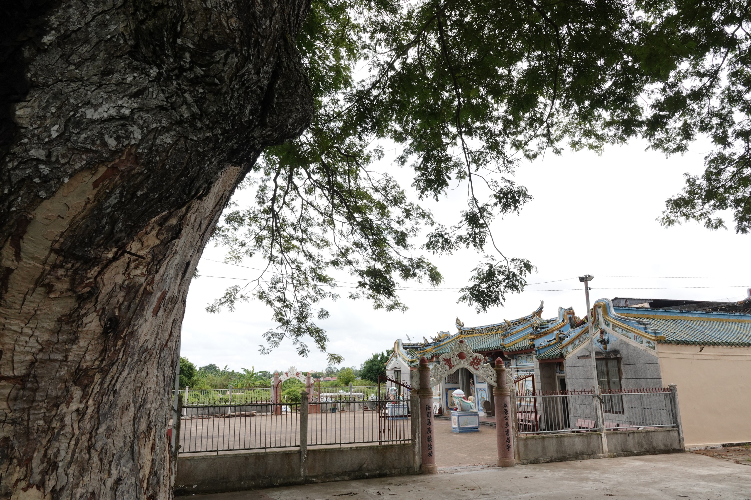 Những 'báu vật xanh' hàng trăm năm tuổi ở Cần Thơ- Ảnh 8.