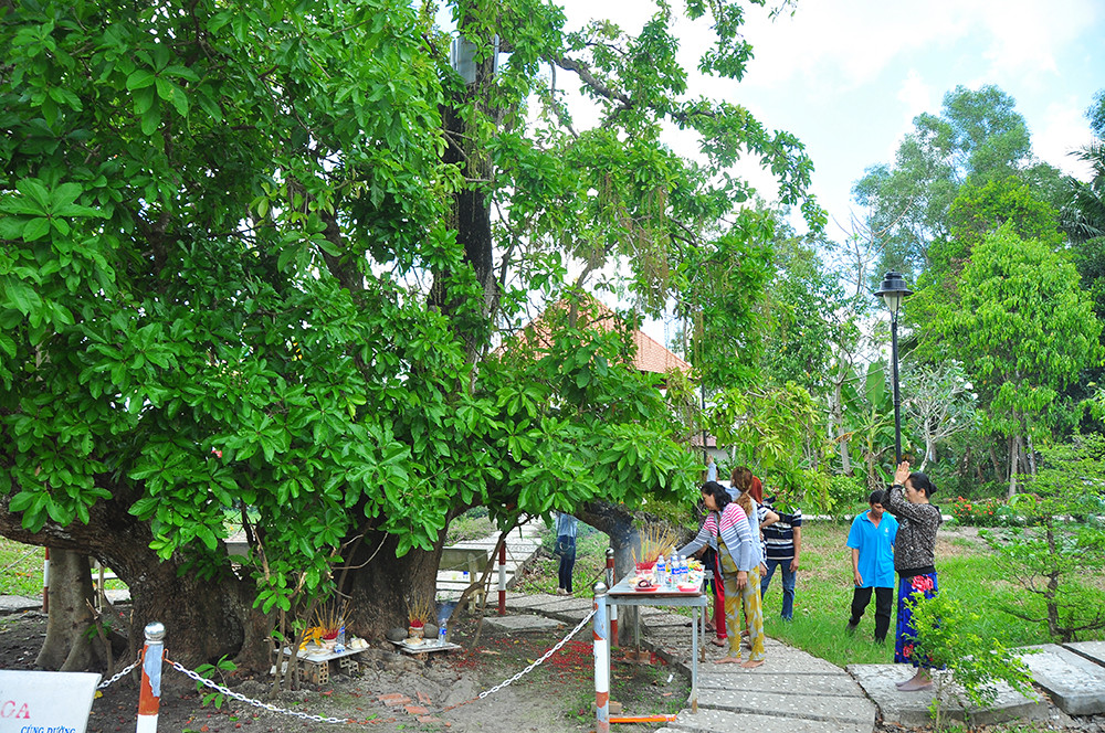 Những 'báu vật xanh' hàng trăm năm tuổi ở Cần Thơ- Ảnh 9.