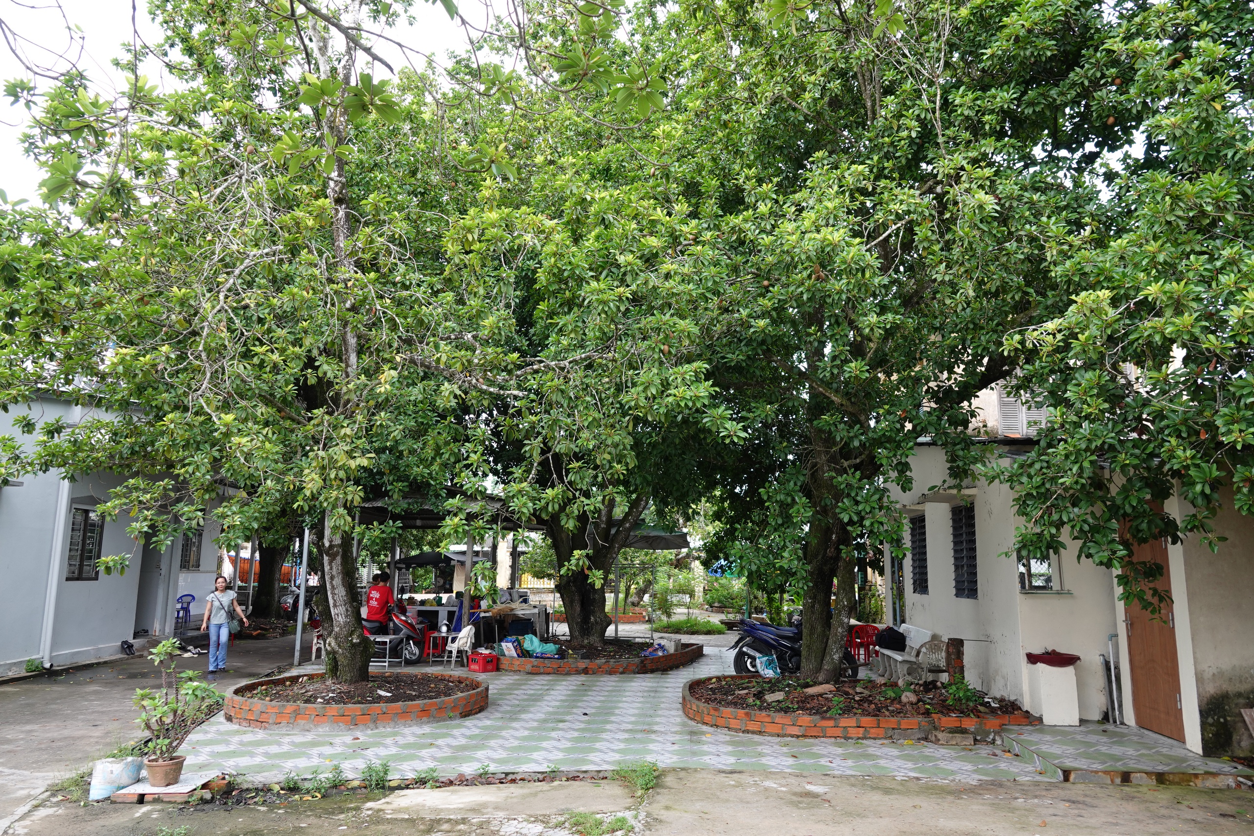 Những 'báu vật xanh' hàng trăm năm tuổi ở Cần Thơ- Ảnh 10.