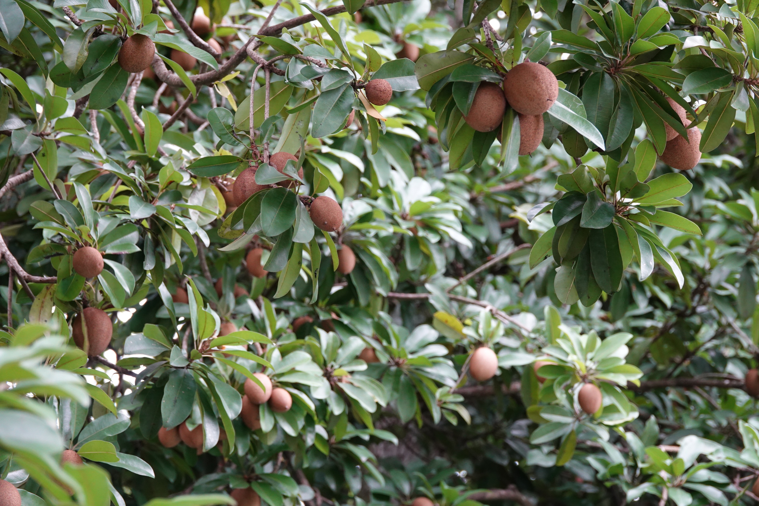 Những 'báu vật xanh' hàng trăm năm tuổi ở Cần Thơ- Ảnh 11.