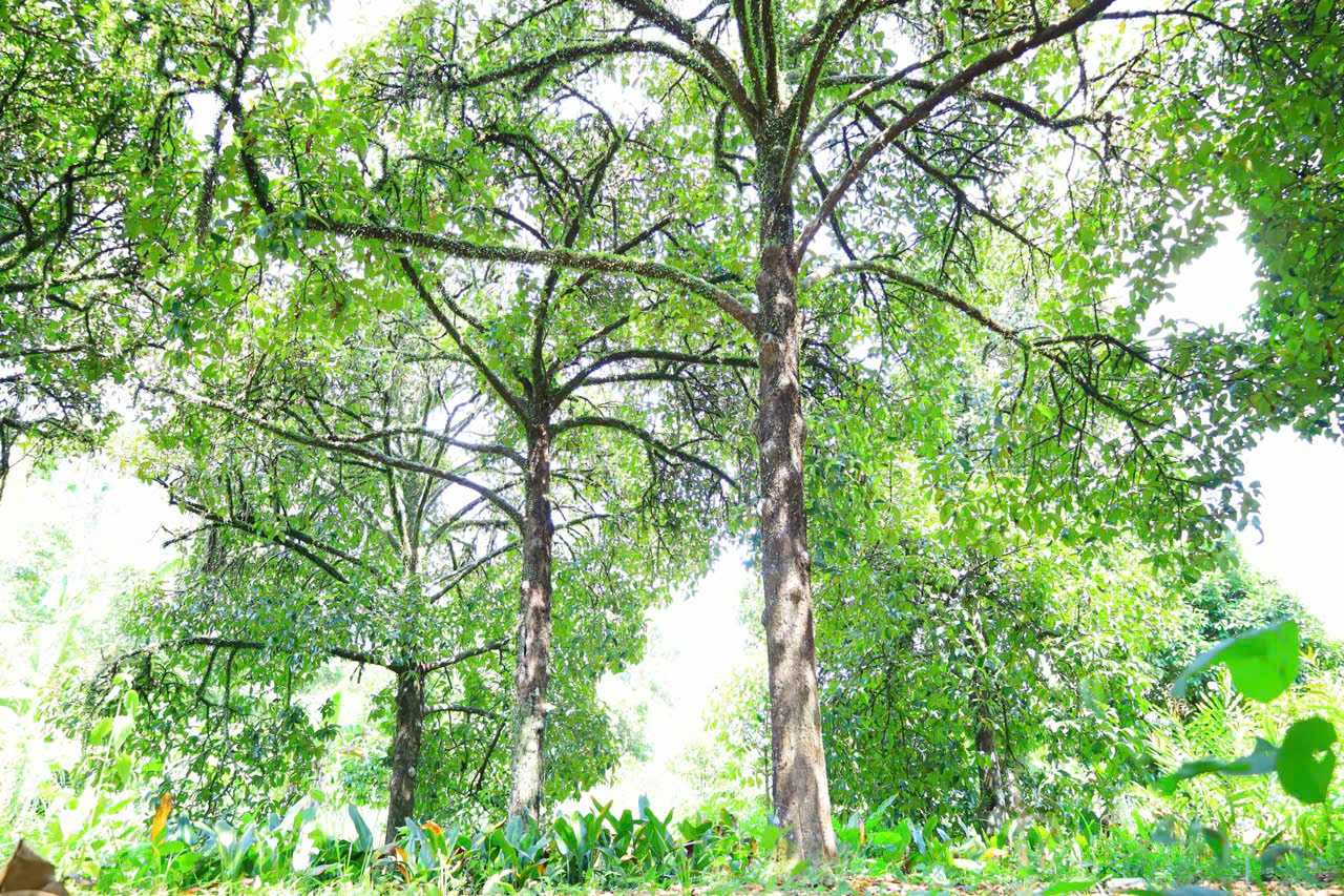 Những 'báu vật xanh' hàng trăm năm tuổi ở Cần Thơ- Ảnh 12.