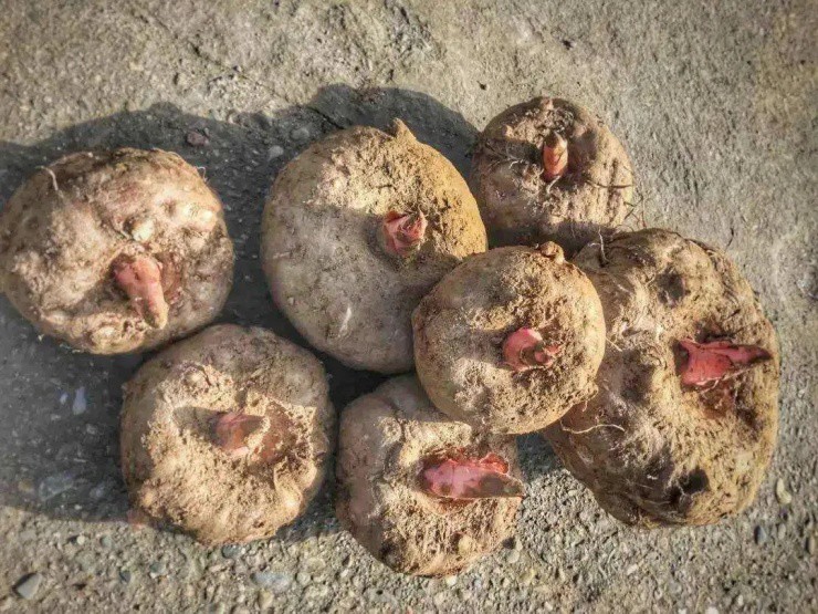 Việt Nam có thứ củ "độc toàn thân" chạm vào là ngứa ngáy lại là "siêu thực phẩm" ở nước ngoài, giá cao gấp nhiều lần 4 Việt Nam có thứ củ amp;#34;độc toàn thânamp;#34; chạm vào là ngứa ngáy lại là amp;#34;siêu thực phẩmamp;#34; ở nước ngoài, giá cao gấp nhiều lần - 4