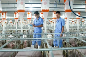 Ông lớn trong ngành chăn nuôi heo nói gì về thuế nhập khẩu Mỹ?