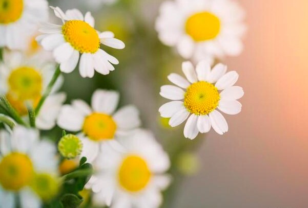 Ít nói 3 điều này về bản thân chính là khôn ngoan: Càng ít nói, bạn càng có nhiều phước lành 3 Ít nói 3 điều này về bản thân chính là khôn ngoan: Càng ít nói, bạn càng có nhiều phước lành - 3