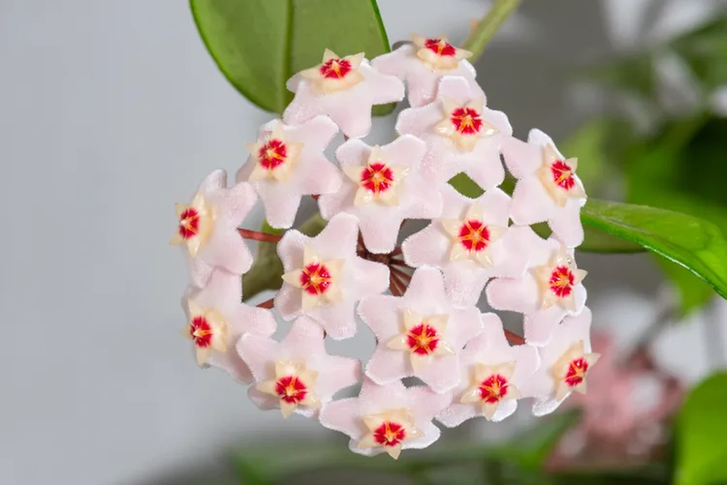 9 loại cây có hương hợp trồng trong nhà, giúp bạn bỏ nến thơm chứa hóa chất - 5