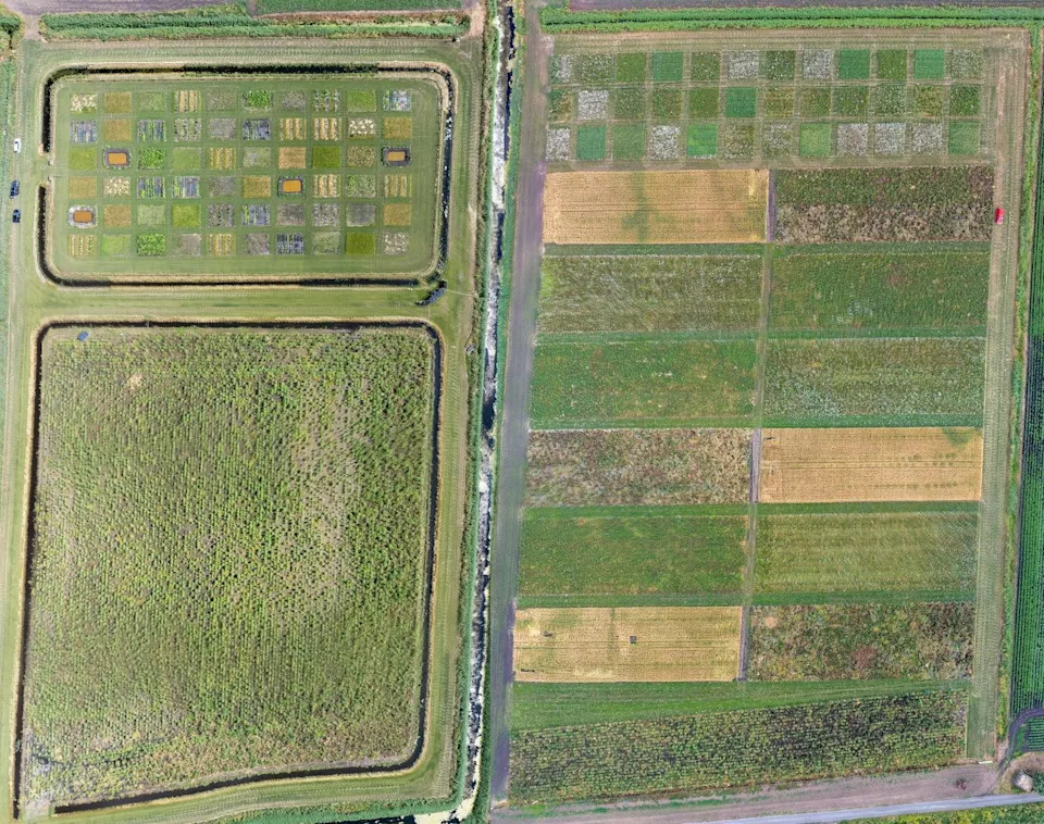 Lần đầu tiên nước Anh trồng được lúa- Ảnh 2.