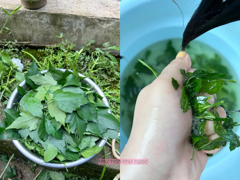 Nghe lời bà ngoại, tôi thử gội đầu bằng lá dâm bụt và phát hiện ra đây chính là “dầu gội tự nhiên” tốt nhất cho tóc - Ảnh 2.