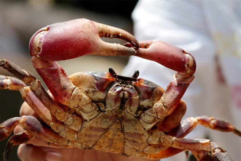 Thứ xưa chẳng ai biết nay là đặc sản siêu hiếm ở Hội An, phải dán tem kiểm định, giá đến 2 triệu/kg vẫn không có hàng để bán - 2