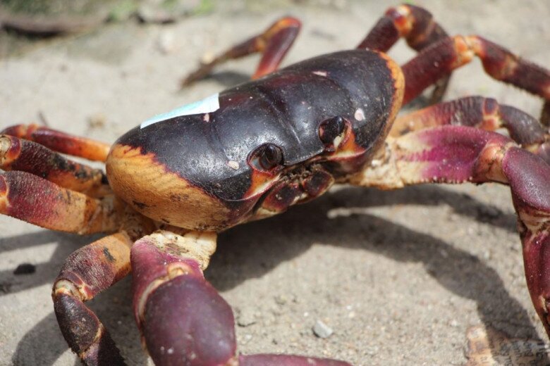 Thứ xưa chẳng ai biết nay là đặc sản siêu hiếm ở Hội An, phải dán tem kiểm định, giá đến 2 triệu/kg vẫn không có hàng để bán - 3