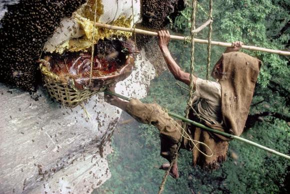 mật ong, lấy mật ong, mật ong điên