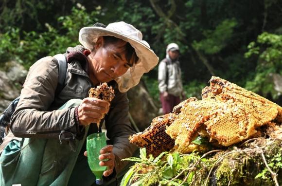 mật ong, lấy mật ong, mật ong điên