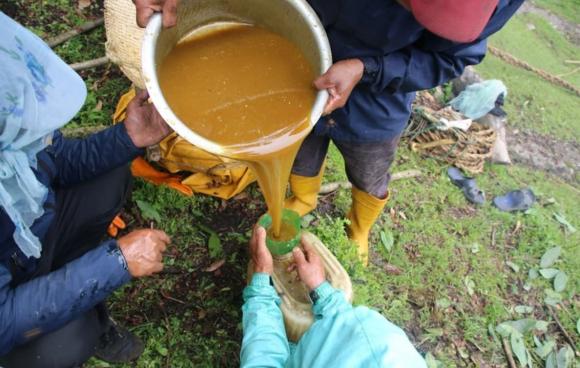 mật ong, lấy mật ong, mật ong điên