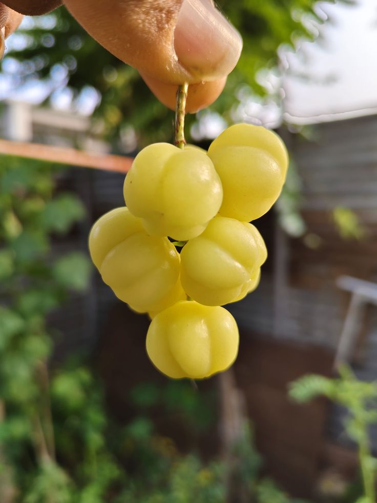 Thứ quả tên lạ nhưng là tuổi thơ của nhiều người: Ăn đều cho tóc bóng da sáng, ai nhìn cũng khen trẻ lâu- Ảnh 2.